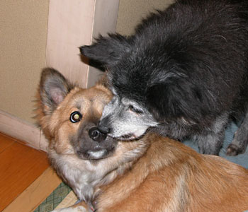 �����Ă�H