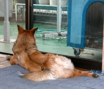 �J�̑����͂����邢