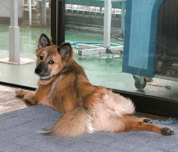 �ŁA�U���́H