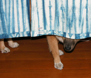 ���C����̂���