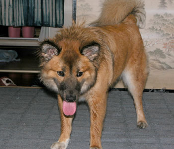 �J�̎U���͊炪�����Ȃ�