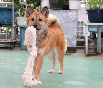 �ق��ꂽ�j���i��