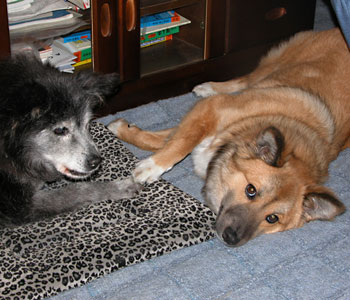 �������������낶�[�����͂������Ȃ�