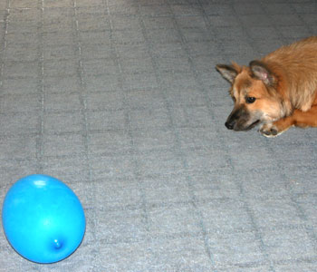 �v���Ԃ�̕��D�͂��킢