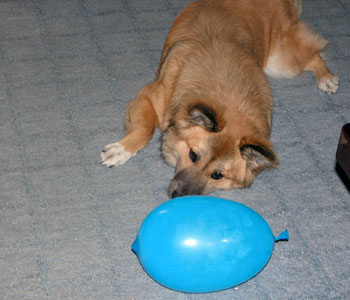 �ł��������ꂽ