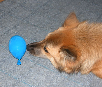 �k�񂾂�܂����킩����