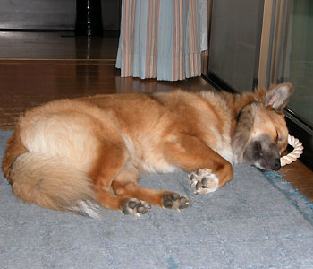 �j�͖��ɂ͌����ĂȂ�