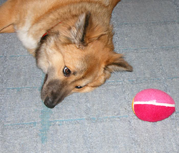 �V�����{�[��