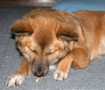 ���߂ẴN�b�L�[�͂����ƐH�ׂ�