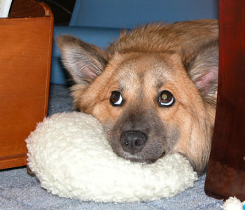 �e�[�u���̉����D���Ȃ̂��`��