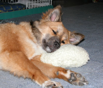 �͂��肩���э~���Z���o�����̂ň��S���ĐQ����