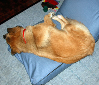 ���藎�����֎q�D���̓`�����p������