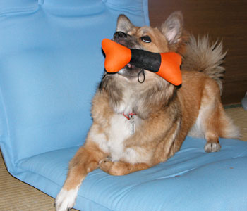 ���x�̂͂Ղɂ�Ղɂゾ