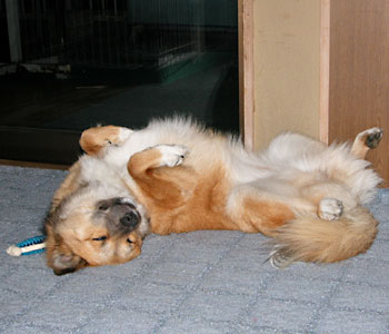 ��̓N�l���ĐQ��