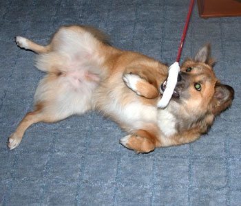 �l�R�W�����V�͂܂����C�ɓ���