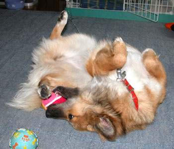 �R���p�N�g�ɗV��