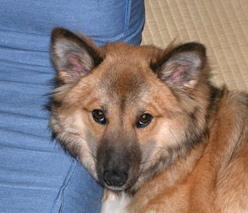 ���֎q�𖍂ɂ���Ƌꂵ��