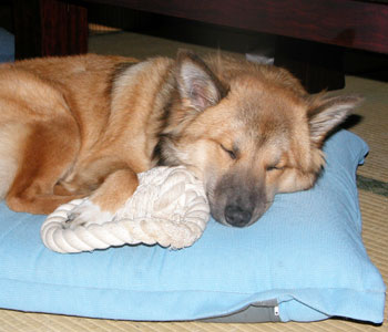 ���̕����y��