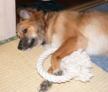 ���̍j�͂R���