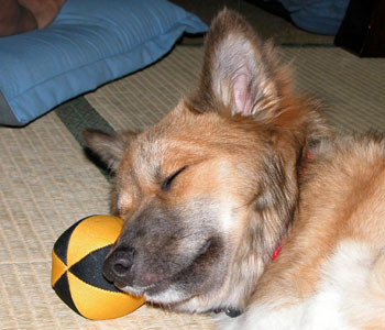 ���ɂ��Ȃ�