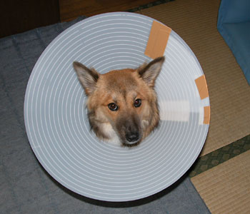 ���͂����炯�ŕs����