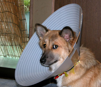 ��p��̂悤�ɂ��ƂȂ����Ȃ���