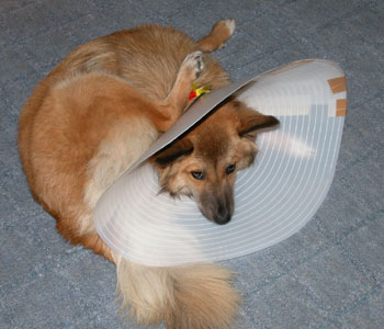 ���䂢�̂ɑ~���Ȃ��̂͂炢