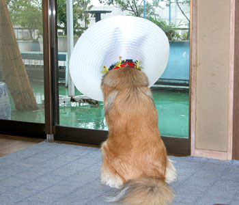 �p���{���ł��������