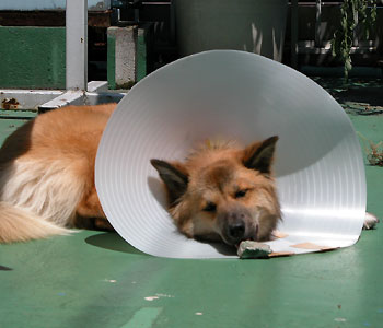 �p���{���̓e�[�u���ɂ��Ȃ�