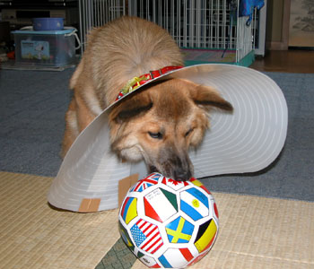 �p���{���͗V�тɂ���