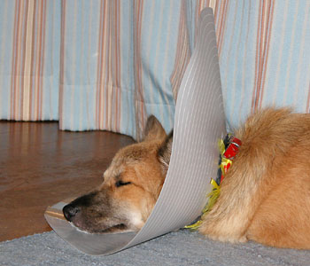 �p���{���͐Q�ɂ���