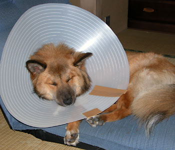 �Q�Ă��Ȃ�������