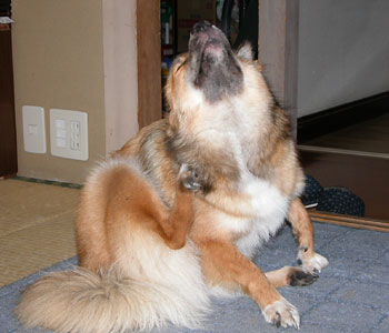 ���R�̐g�ŋv���Ԃ�Ɏ������