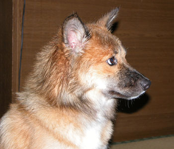 ���߂ẲĂ͉J�΂���