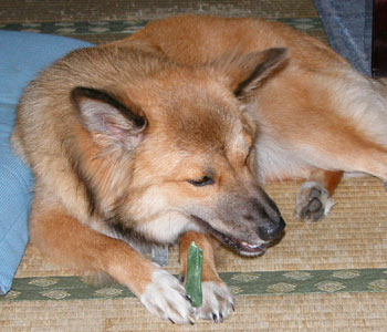 �O���j�[�Y�͍�������P���P�{