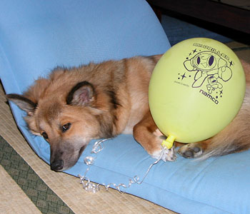 �V�є��Ėڂ����J��