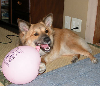 ���D�͂������킭�Ȃ�