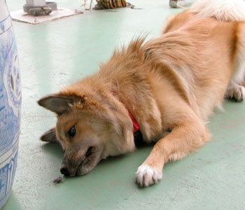 �V�ڂ��̃|�[�Y