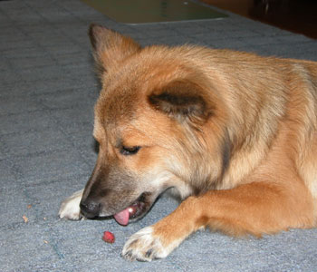 ���߂Ĕ~������H�ׂ�