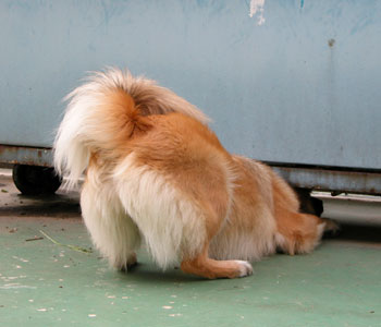 �����ɏ������F�B��