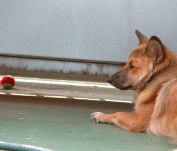 ���������Ă���Ȃ�