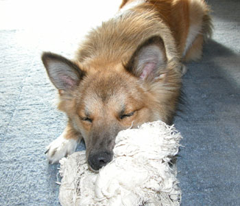 ��ꂽ�珟��ɋx��