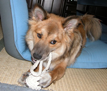 �؂ꂻ���ȂƂ���𚗂��Ď�����Ɍ�������