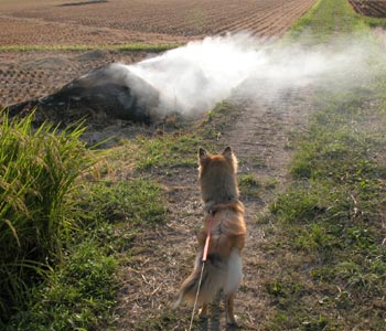 �Ύ�����Ȃ�����