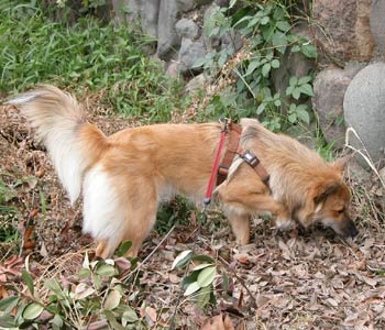 �C�ɂȂ�ƕБ����グ�Čł܂�