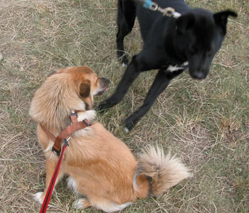 �傫���F�B���Ȃ߂悤�Ƃ��ē�������