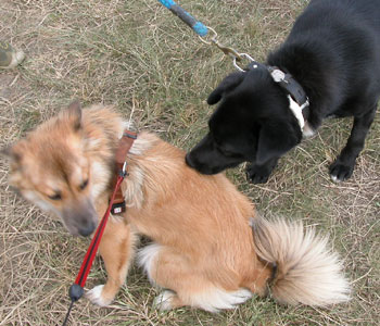 �悻�����������Ƀj�I�C�������ꂽ