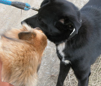 �������ɂȂ߂�