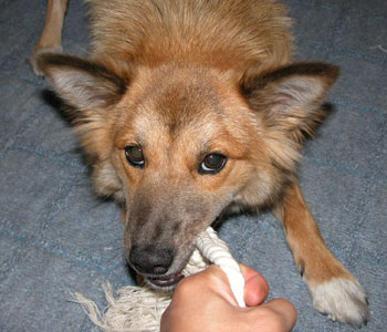 �P���P��͍j����