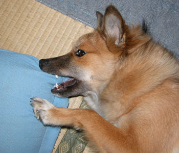 ���֎q�̊p�͚���₷��